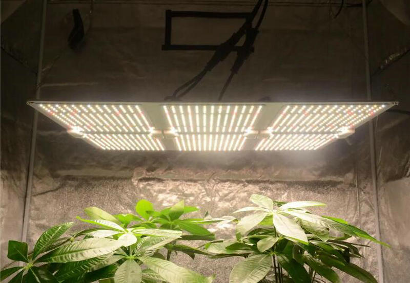 LED க்ரோ லைட் சந்தையின் நிலை எப்படி உள்ளது?